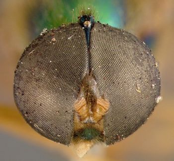 Media type: image;   Entomology 12541 Aspect: head frontal view